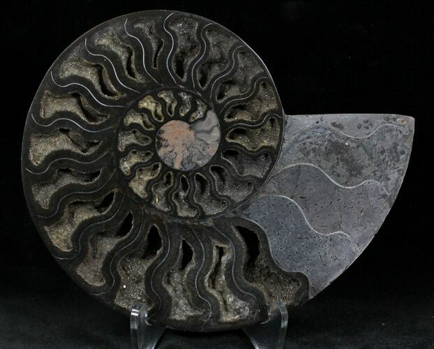 Black Ammonite (Half) - Rare Coloration #23910